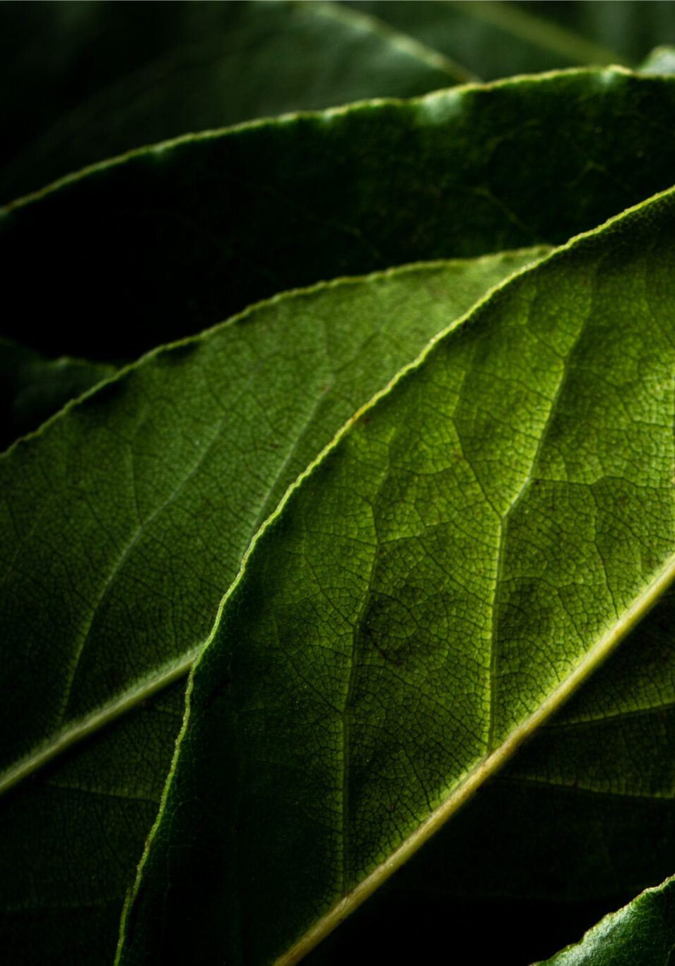Bay leaf beauty shot - Herbs -Jena-Carlin-Photography-Portfolio